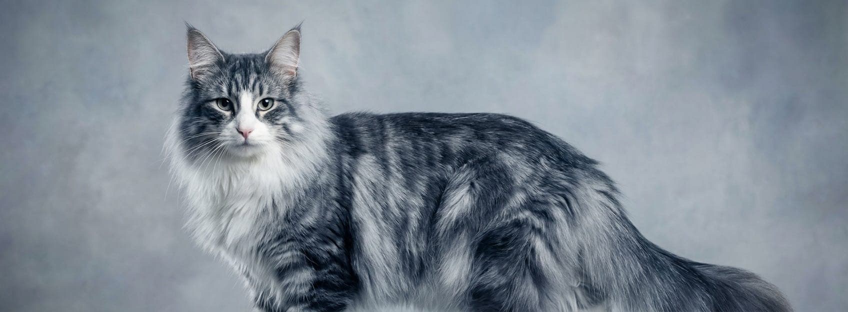 AI-generated breed illustration