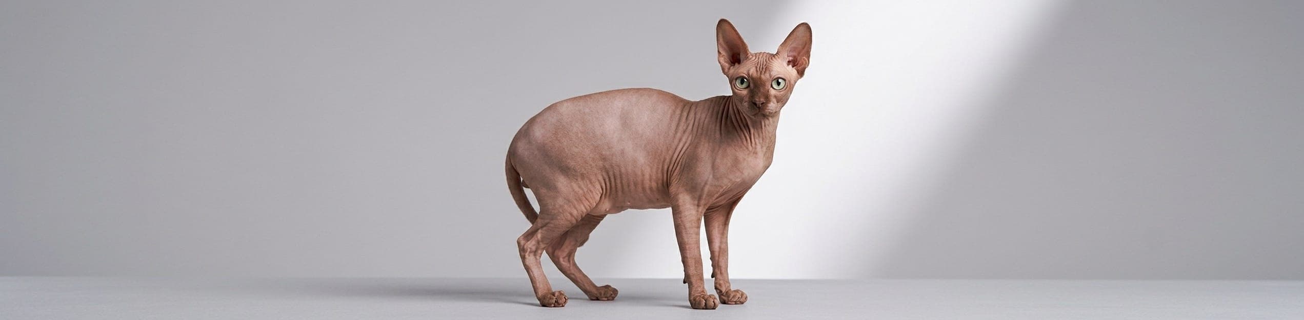AI-generated breed illustration