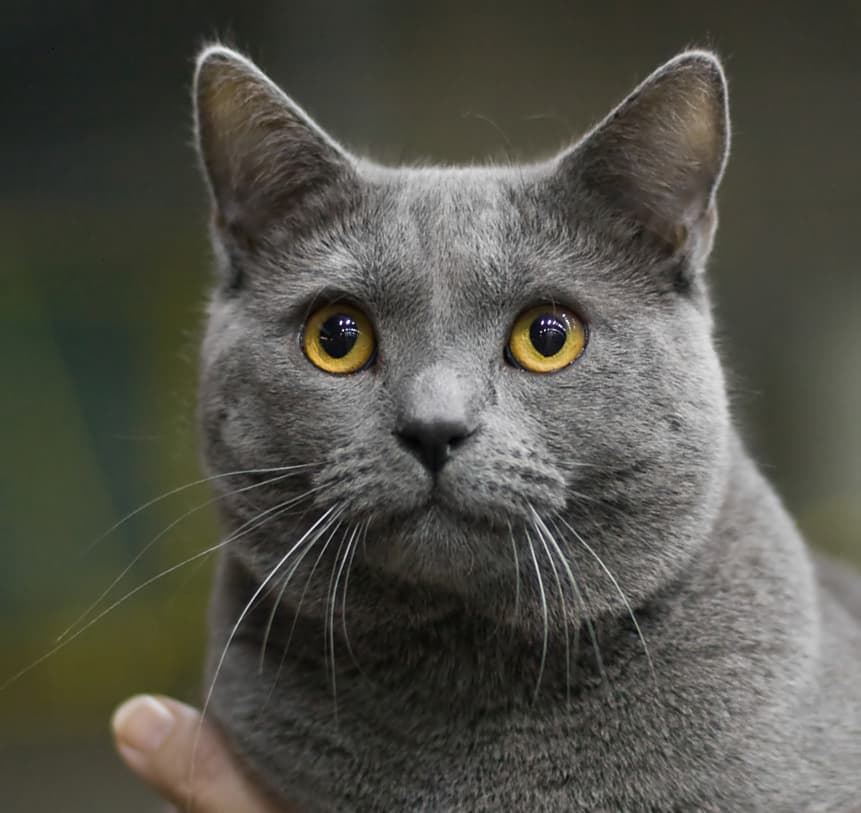 Chartreux cat