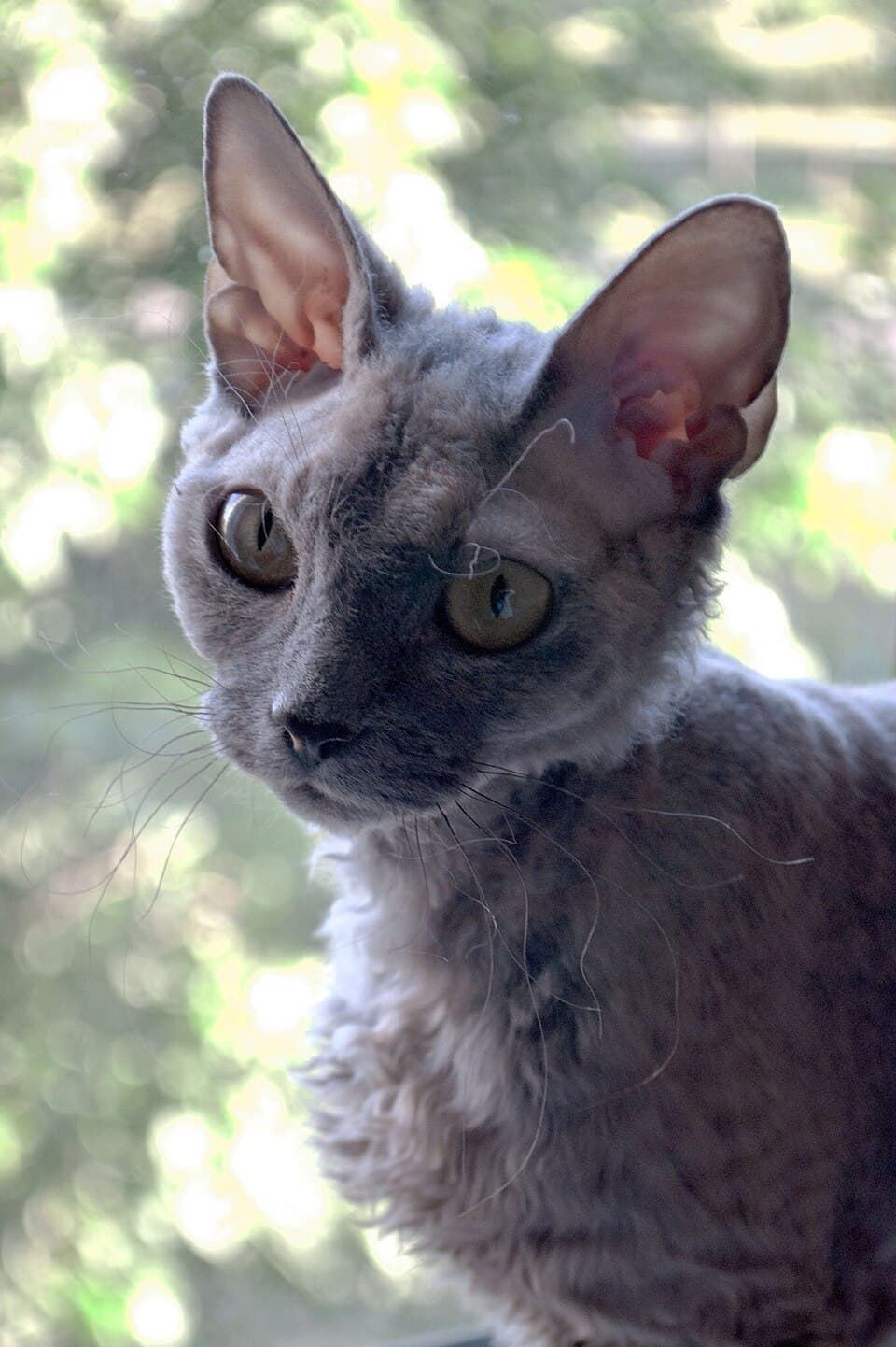 Devon Rex cat