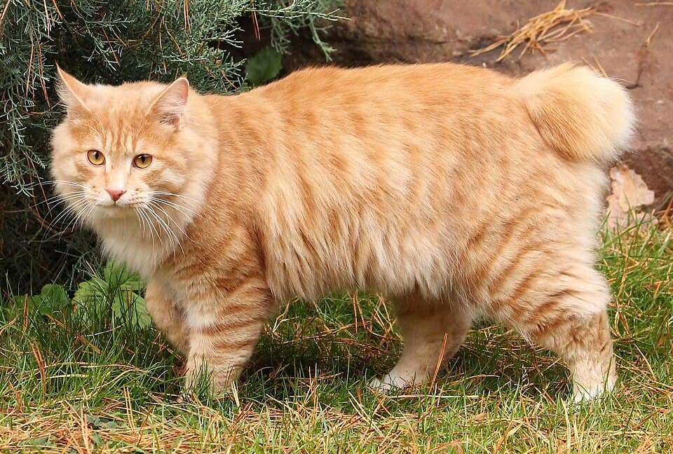 Kurilian Bobtail cat