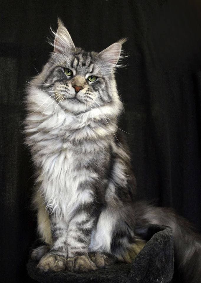 Maine Coon cat
