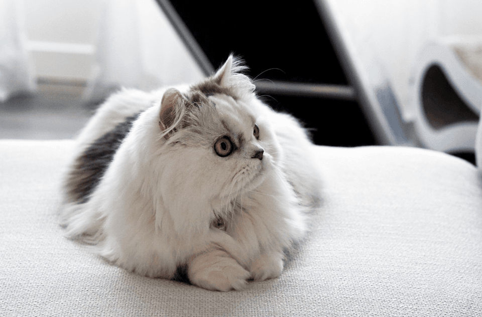 Minuet cat