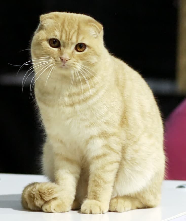Scottish Straight cat
