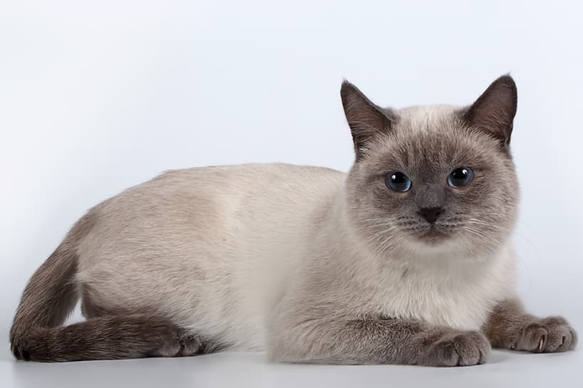 Thai cat