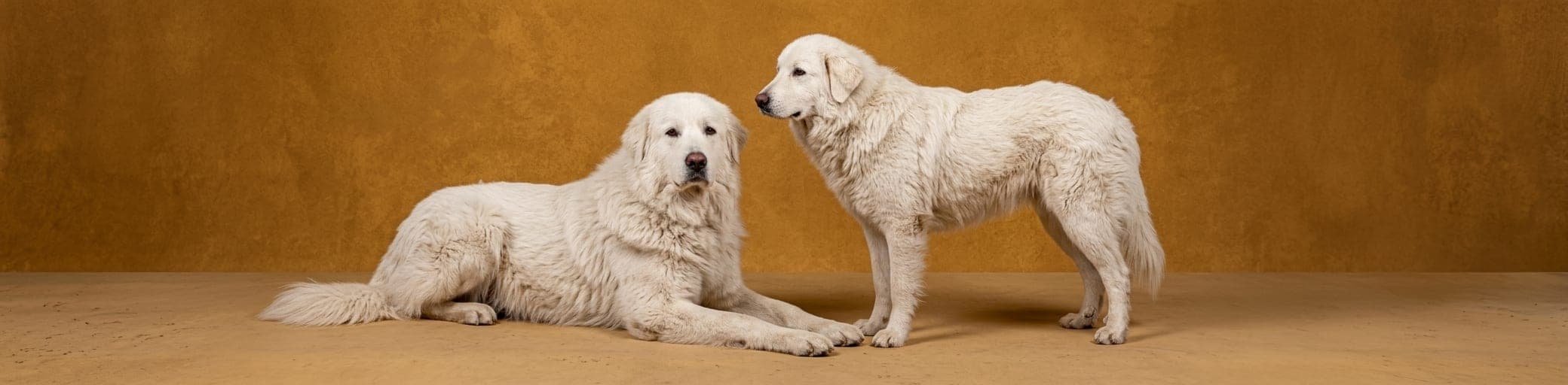 AI-generated breed illustration