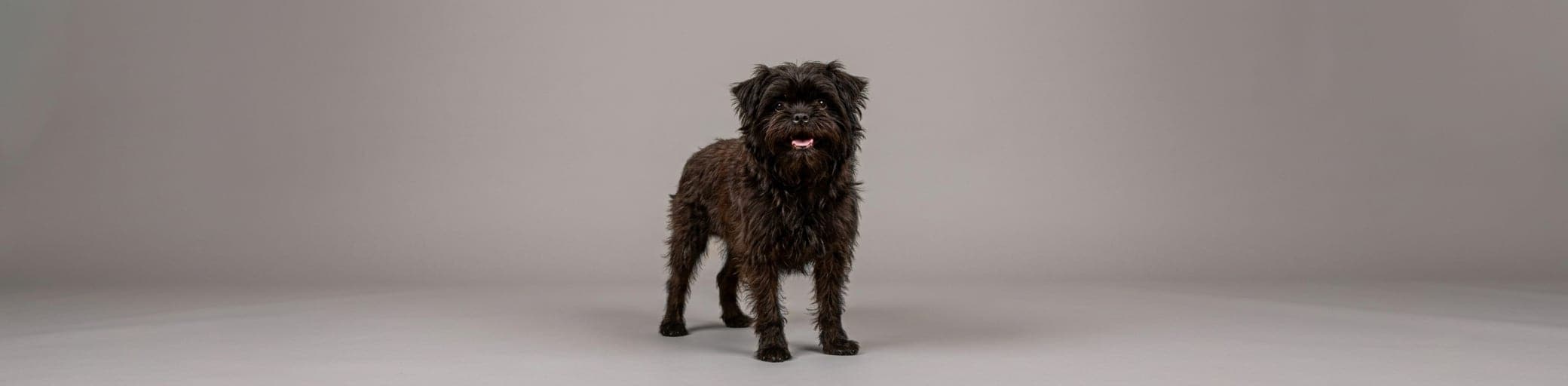 AI-generated breed illustration
