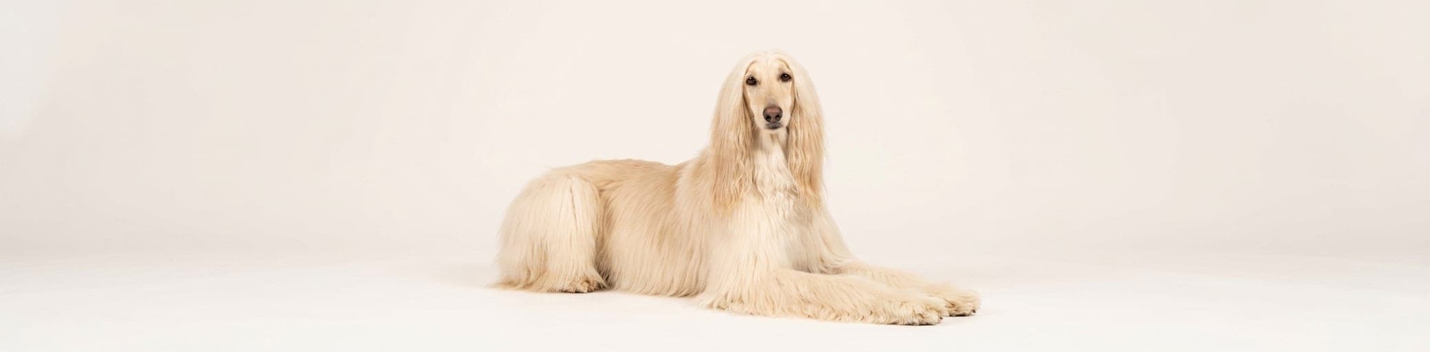 AI-generated breed illustration