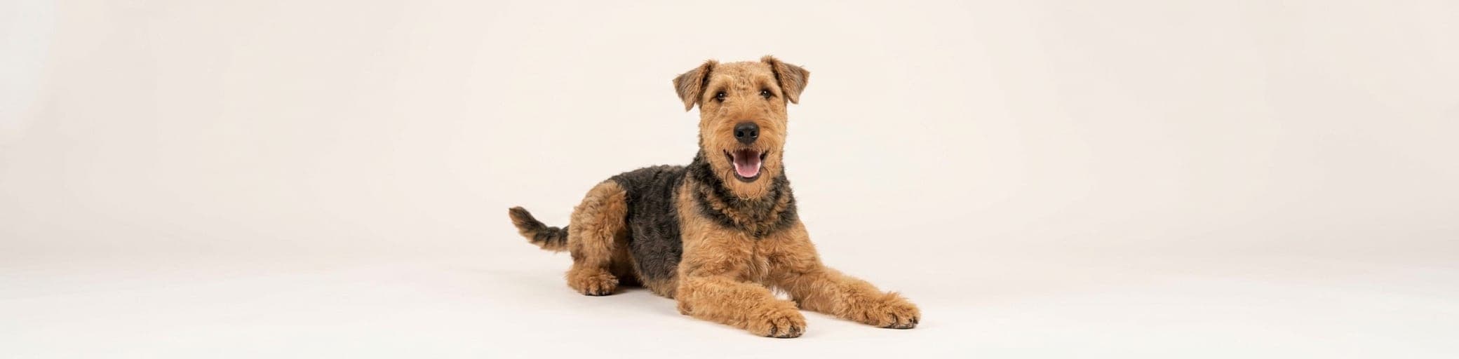 AI-generated breed illustration