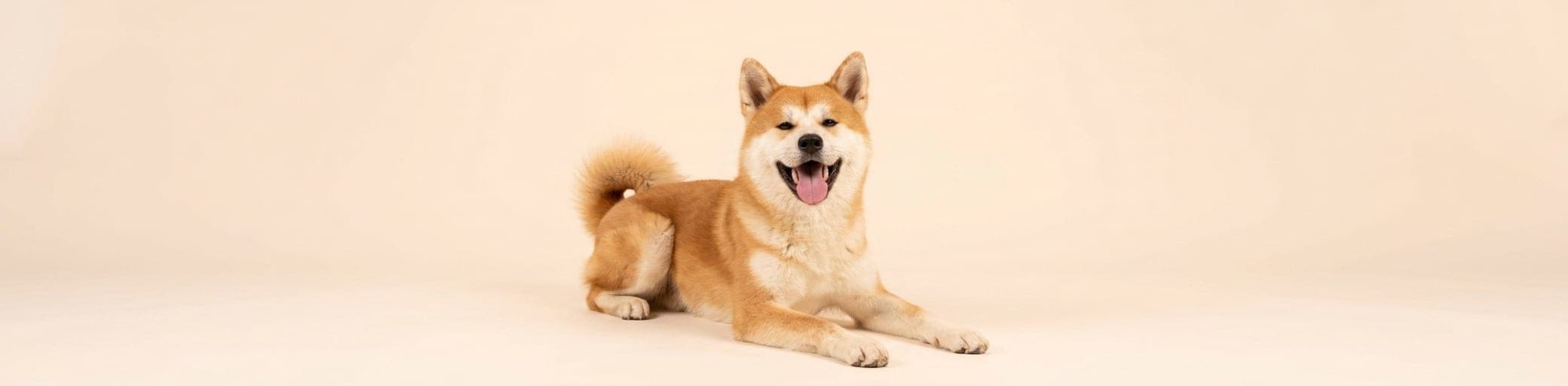 AI-generated breed illustration