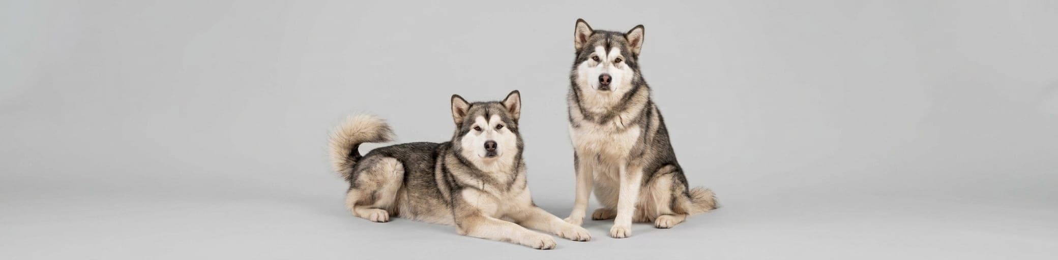 AI-generated breed illustration