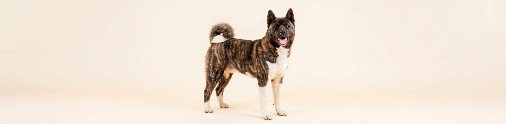 AI-generated breed illustration