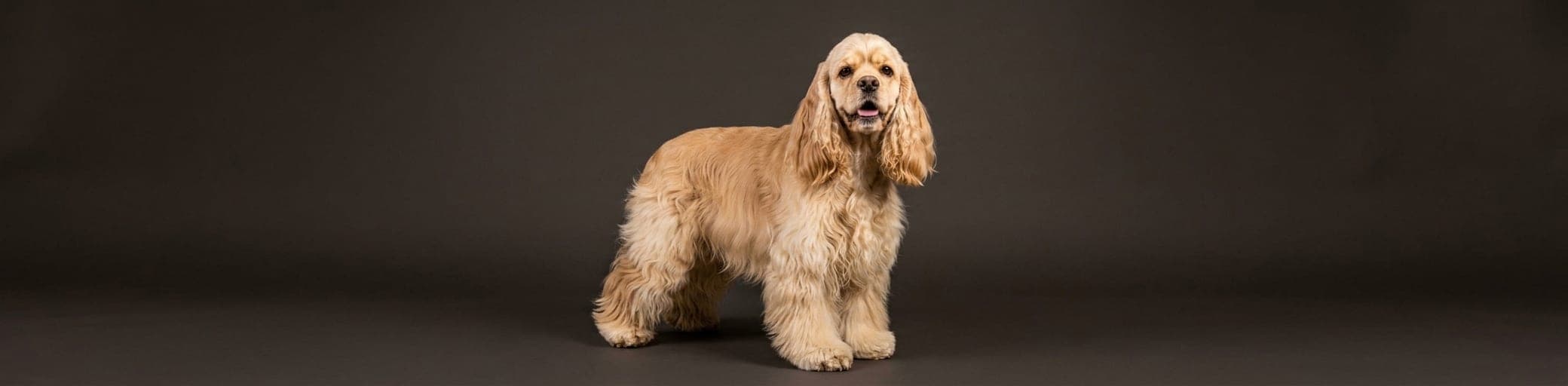 AI-generated breed illustration