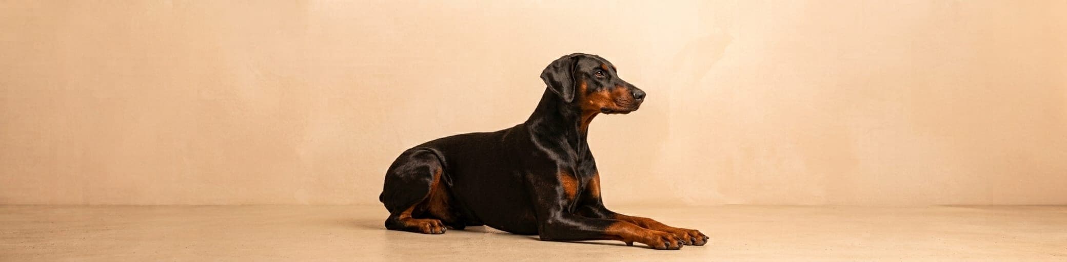 AI-generated breed illustration