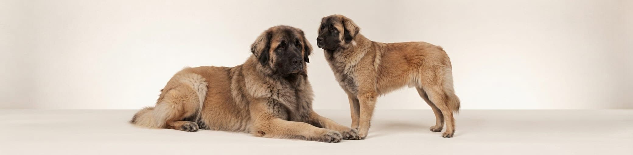 AI-generated breed illustration