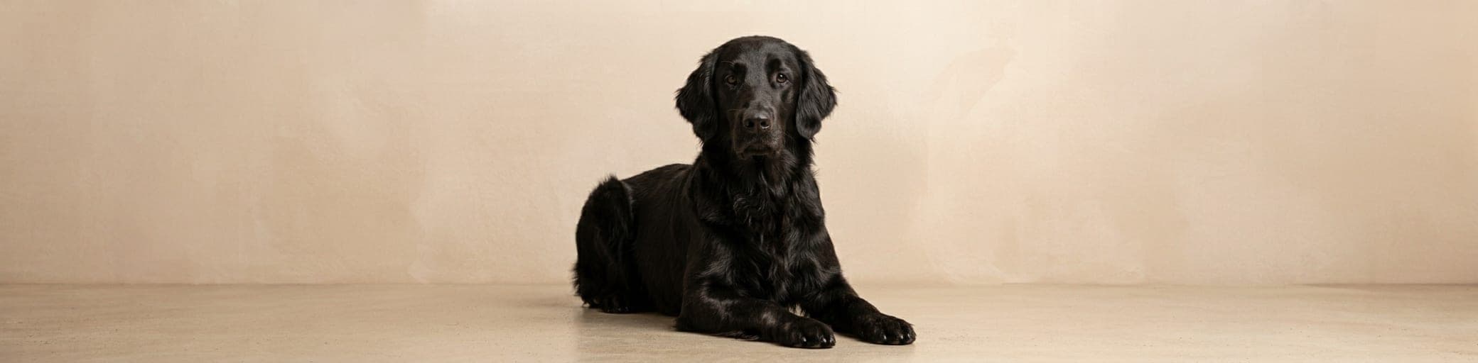 AI-generated breed illustration