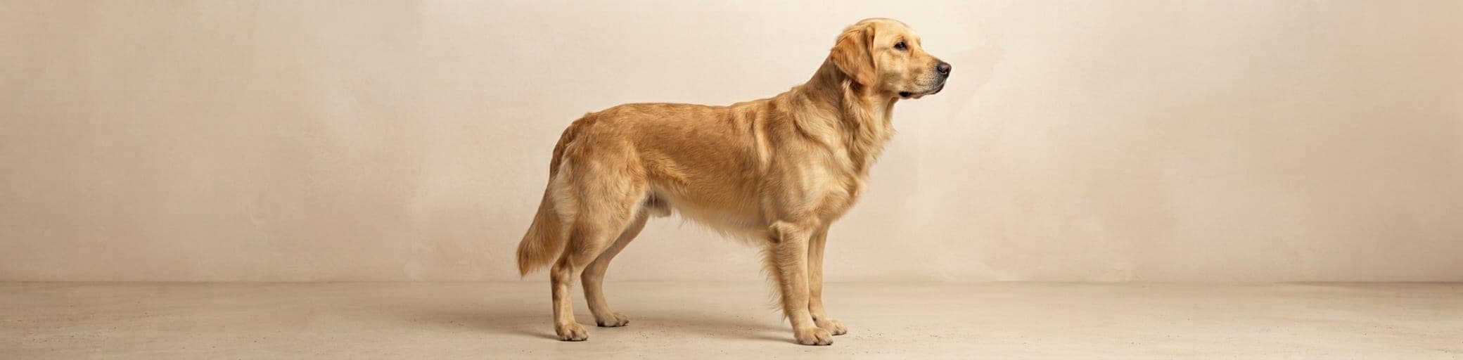 AI-generated breed illustration