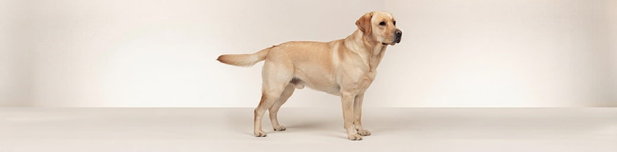 AI-generated breed illustration