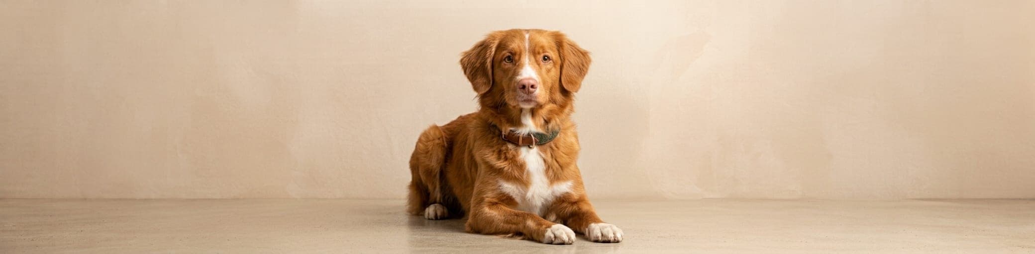 AI-generated breed illustration