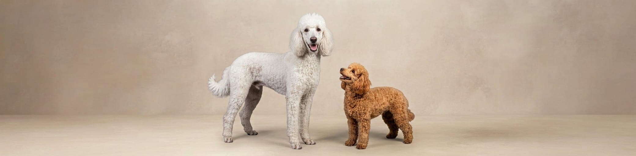AI-generated breed illustration