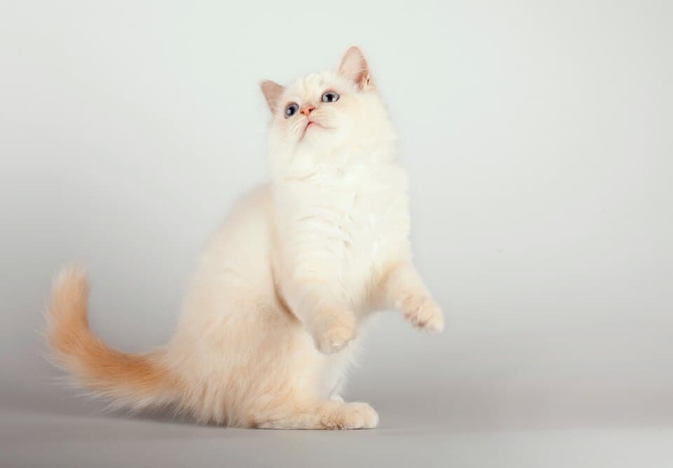 Birman cat