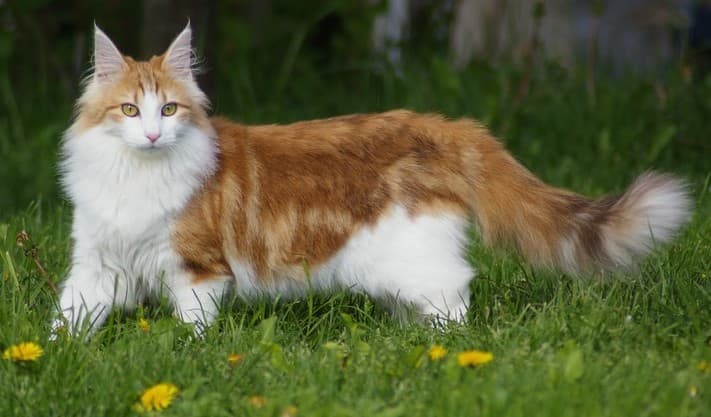 Norwegian Forest cat