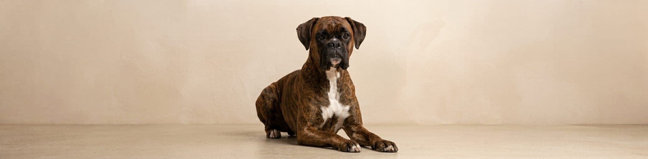 AI-generated breed illustration