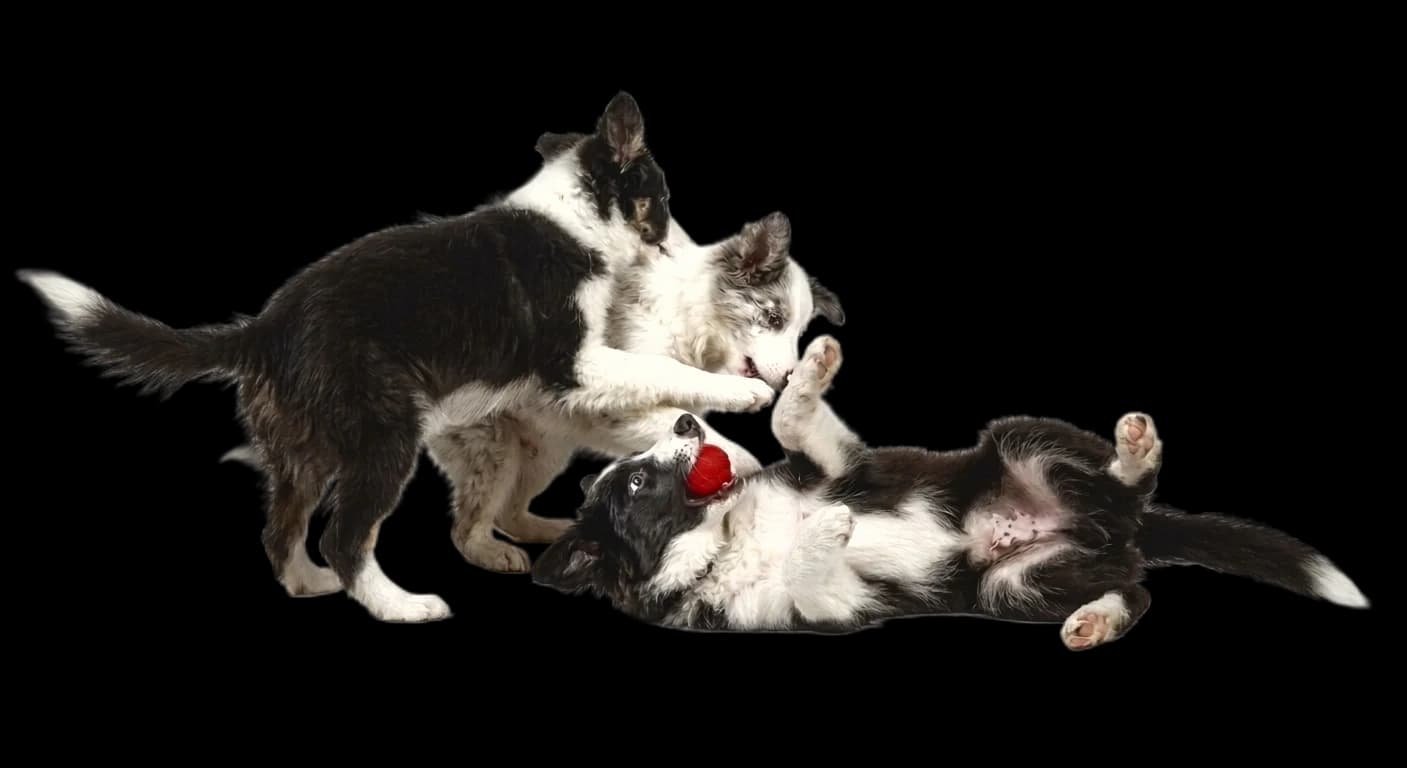 Three border collie puppies playing with a ball against a terracotta background.