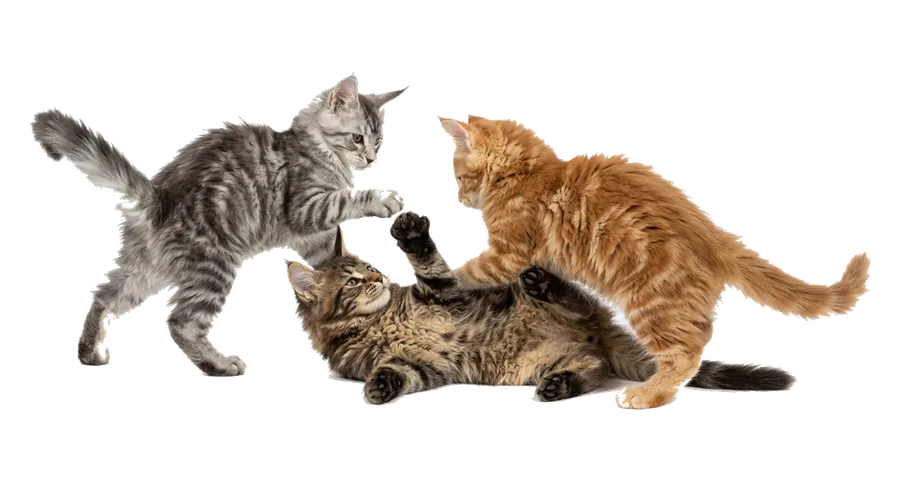 Three Maine Coon kittens tumbling over each other in play