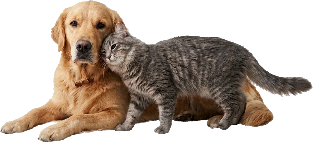 A tabby cat giving a head cuddle to a golden retriever lying down